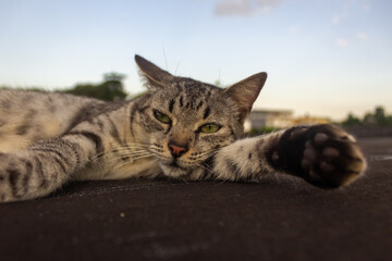 Cute cat lying on the roof in the evening. 