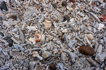 seashells on the beach