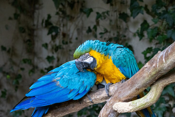 Ara Ararauna (bleu et jaune)