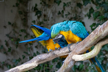 Ara Ararauna (bleu et jaune) © Ludovic