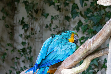 Ara Ararauna (bleu et jaune) © Ludovic