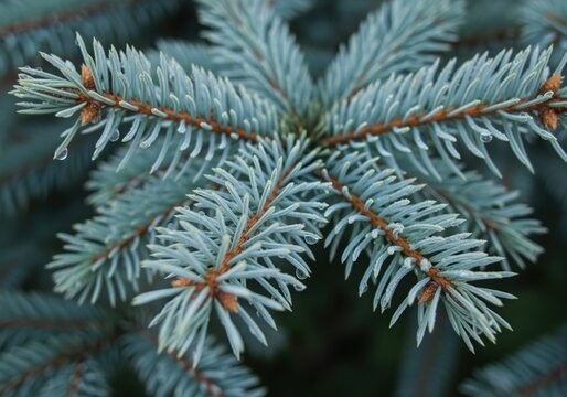 Fresh blue spruce branch needles covered in delicate water drops close up - Powered by Adobe