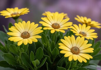 Vibrant yellow african daisy flowers blooming in a lush green garden