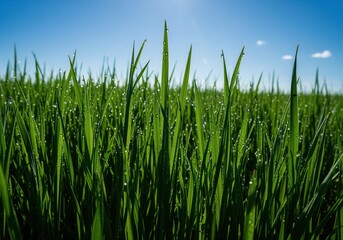 Fototapeta premium Vibrant green grass blades covered with dew drops under a bright sunny blue sky