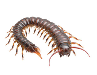Fototapeta premium A centipede isolated on transparent background, showcasing its segmented body, numerous legs, and distinctive antennae, crawling and displaying its unique anatomical features