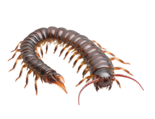 A centipede isolated on transparent background, showcasing its segmented body, numerous legs, and distinctive antennae, crawling and displaying its unique anatomical features