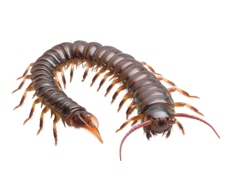 A centipede isolated on transparent background, showcasing its segmented body, numerous legs, and distinctive antennae, crawling and displaying its unique anatomical features