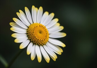 Detailed macro photograph of a vibrant white daisy flower with yellow tips and golden center