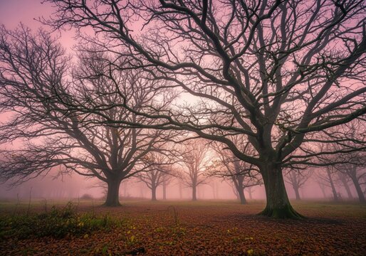 Ethereal misty autumn dawn breaking over ancient gnarled oak trees in a spooky forest. - Powered by Adobe