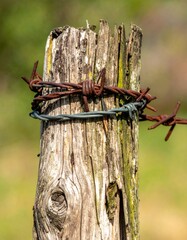 Weathered post wrapped in barbed wire
