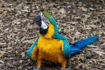 Ara bleu et jaune (ararauna)