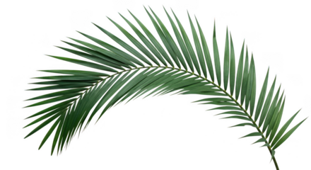 Green palm leaf isolated on transparent background isolated on transparent background indoor, outdoor, no people, keyword 30