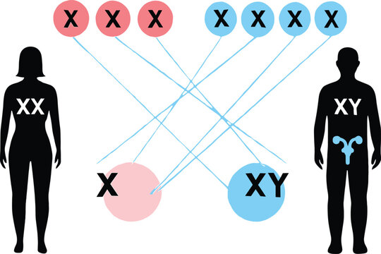 Sex chromosome inheritance cartoon illustration, XX and XY genetic diagram vector, male and female contribution icon pack, biology education design