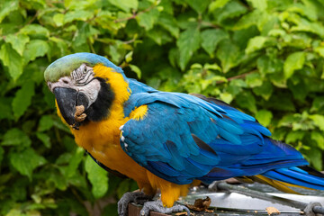 Ara Ararauna (bleu et jaune)