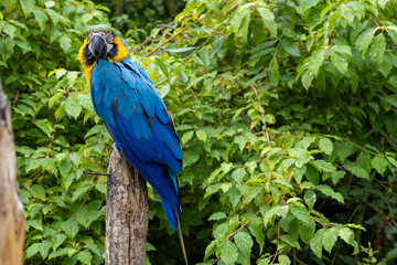 Ara Ararauna (bleu et jaune) © Ludovic