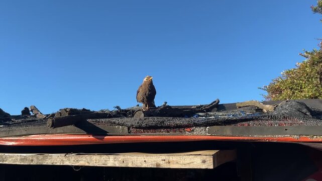 Wild Bird Standing on Rooftop Under Clear Blue Sky in Natural Daylight