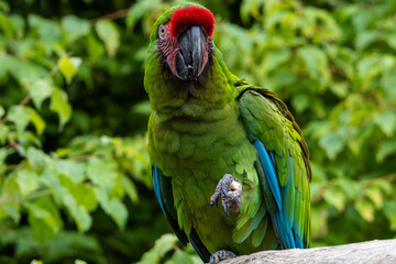 Ara militaire © Ludovic