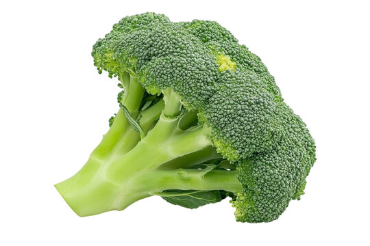 Fresh vibrant green broccoli floret isolated for healthy eating