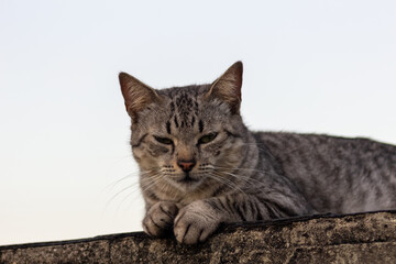 Cute cat lying on the roof in the evening. 