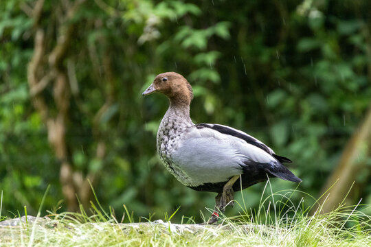 Bernache &agrave; crini&egrave;re