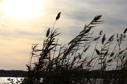 reeds at sunset