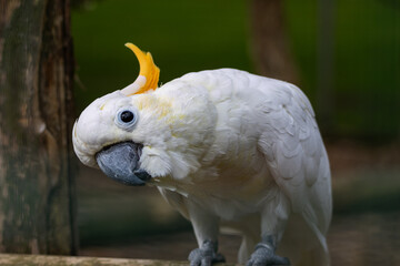 Cacatoès à huppe orange