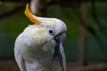 Cacatoès à huppe orange © Ludovic
