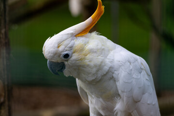 Cacatoès à huppe orange © Ludovic