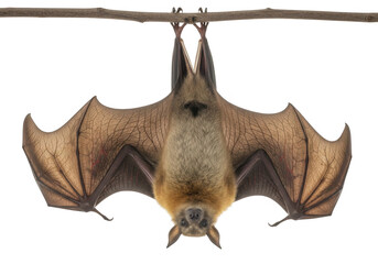 Fototapeta premium A fruit bat hanging upside down isolated on transparent background