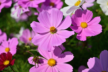 Fototapeta premium コスモス畑