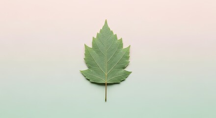 Obraz premium Capture the essence of nature with a vibrant green leaf, perfect for adding a touch of organic beauty to your designs and projects, showcasing the simple elegance of botanical elements