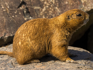 Chien de Prairie