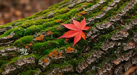 Red Maple Leaf Rests on Mossy Tree Trunk in Autumn Forest.