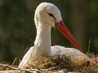 Gros plan sur la cigogne blanche