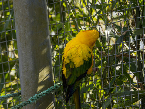 Conure Soleil