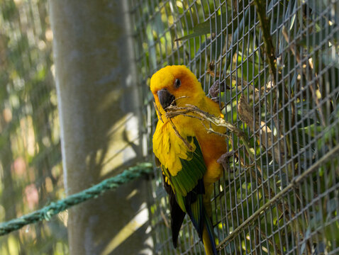 Conure Soleil
