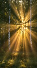 Sunbeams pierce through forest canopy creating a magical light show.