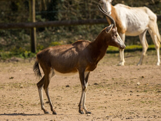 Damalisque à front blanc
