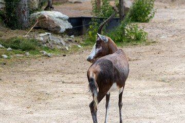 Damalisque à front blanc