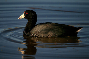 Coot
