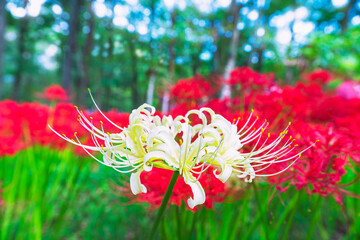 巾着田曼珠沙華の里