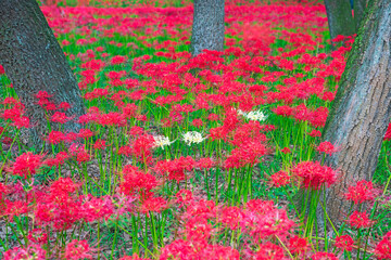 巾着田曼珠沙華の里