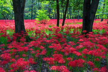 巾着田曼珠沙華の里