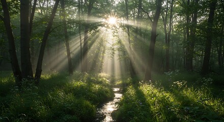 Fototapeta premium Sunlight streaming through forest trees illuminating a small stream.