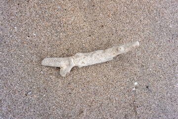coral reef on sand beach. shot with high angle view