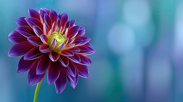 Close up macro view of a vibrant dark purple dahlia flower with delicate water droplets on its petals illuminated by soft natural light against a blurred blue and green bokeh background