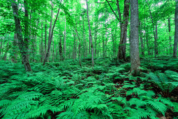 Beautiful summer forest scenery in Aomori, Japan, with vibrant green ferns and beech trees...