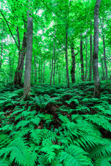 Obraz premium Beautiful summer forest scenery in Aomori, Japan, with vibrant green ferns and beech trees spreading across the lush landscape, creating a calm, refreshing natural atmosphere.