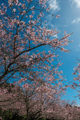 Beautiful blooming sakura flower with sunny blue sky.
