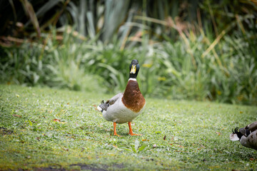 A duck standing on the green grass.